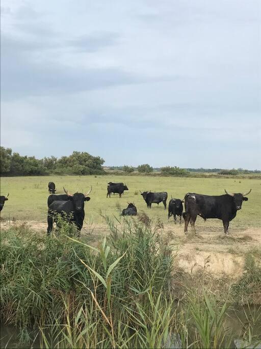 "Le Nature" Camargue Jardin Arlés Exterior foto